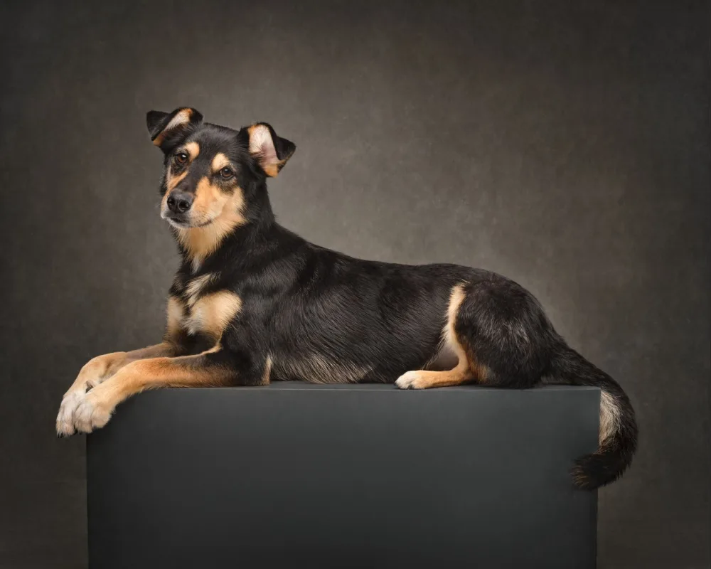Éducation canine : 10 méthodes pour un chien équilibré