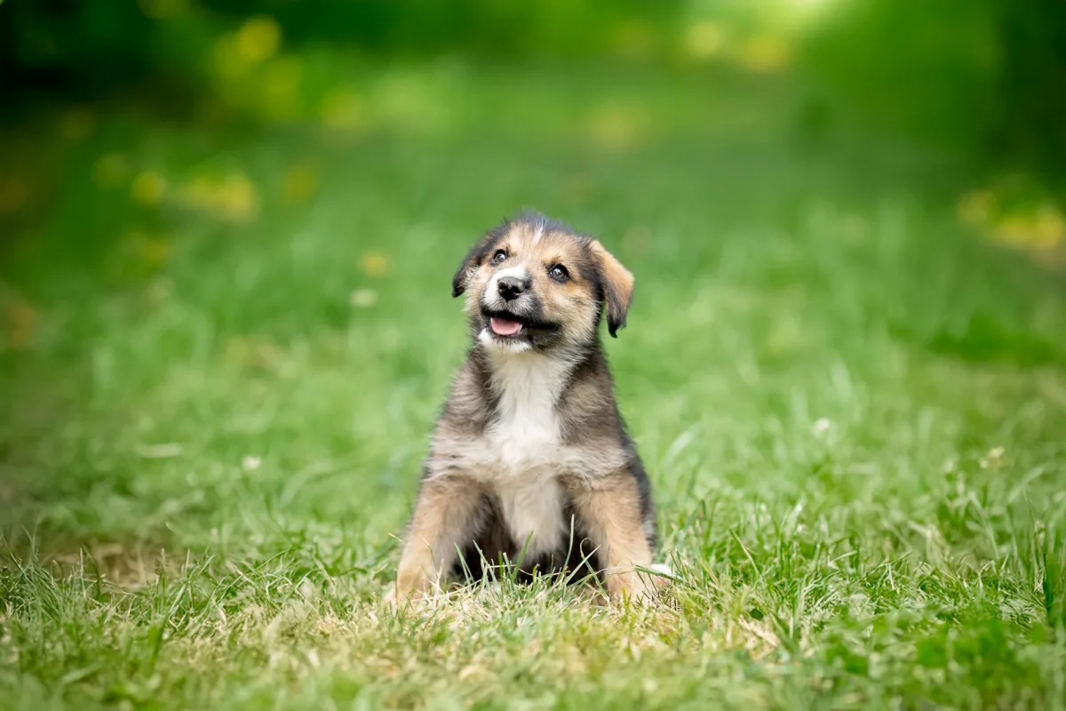 Comment éduquer son chiot : guide complet