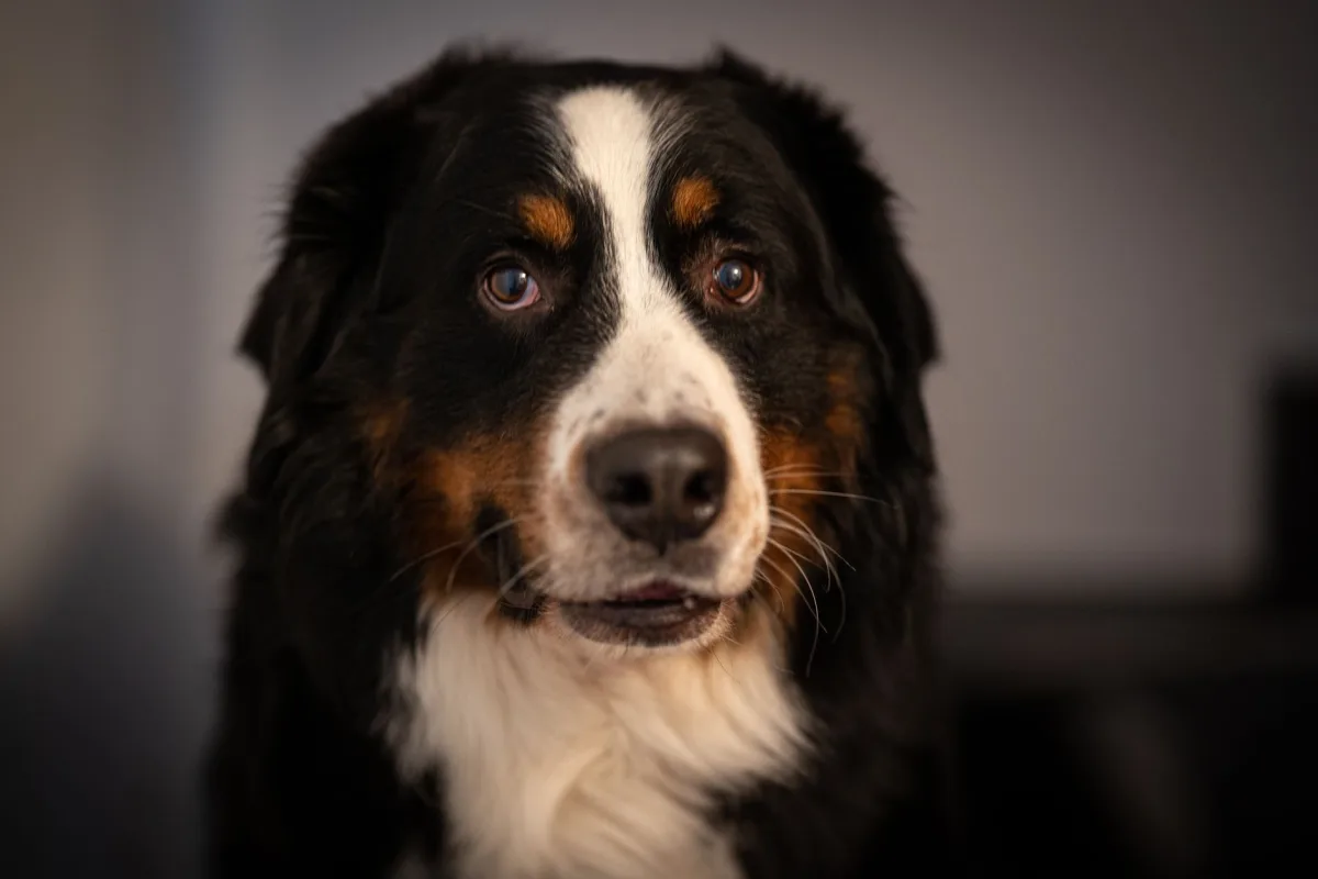 Meilleure application d'éducation canine : guide complet 2026
